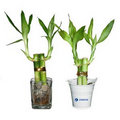 Lucky Bamboo Plant in Glass or Bucket - 2 Shoot